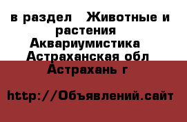  в раздел : Животные и растения » Аквариумистика . Астраханская обл.,Астрахань г.